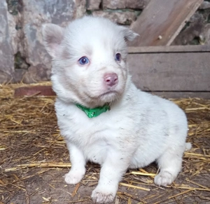 Border Collie fajta tiszta jellegű kiskutyák ingyen elvihetők  - kép 4