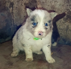 Border Collie fajta tiszta jellegű kiskutyák ingyen elvihetők  - kép 3