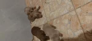 Tacsko kiskutyák - kép 2