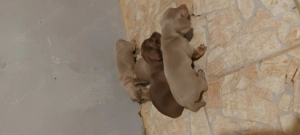 Tacsko kiskutyák - kép 3