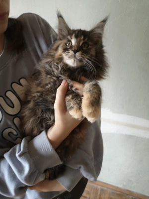 Maine coon gyönyörű kiscicák eladók!  - kép 2