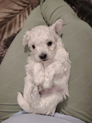 Máltai selyem kiskutya  - kép 2