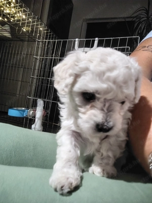 Máltai selyem kiskutya 