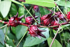 Hibiszkus sabdariffa Tea hibiszkusz