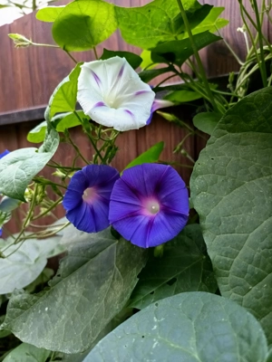 Nagyvirág Színes hajnalka mag  - kép 2