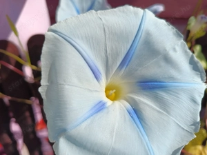 Nagyvirág Színes hajnalka mag  - kép 4