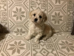 Eladó Bichon Havanese kiskutya - kép 2