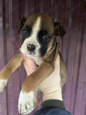 Német Boxer Kiskutya - kép 5