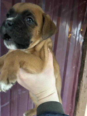 Német Boxer Kiskutya - kép 2