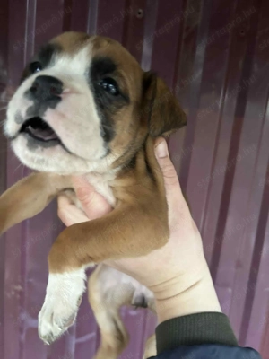 Német Boxer Kiskutya - kép 4