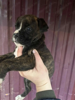 Német Boxer Kiskutya - kép 3