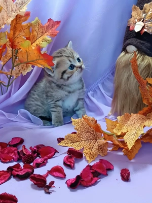 Brit kiscicák előjegyezhetőek - kép 2