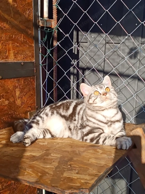 Brit kiscicák előjegyezhetőek - kép 4