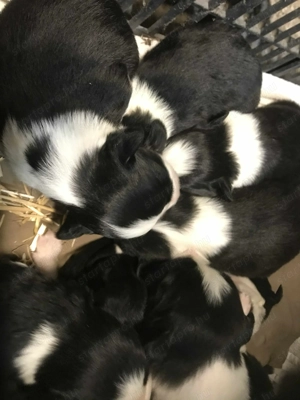 Border collie babyk - kép 5