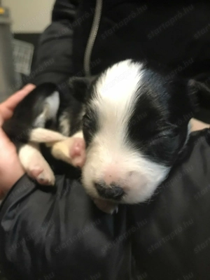 Border collie babyk - kép 4