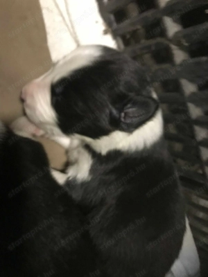 Border collie babyk - kép 2