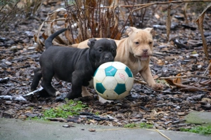 American bully kiskutya abkc  - kép 2