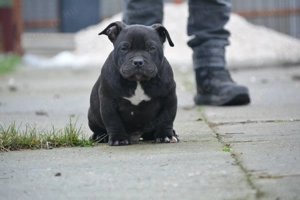 American bully kiskutya abkc  - kép 5