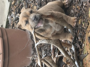 American bully kiskutya abkc  - kép 4