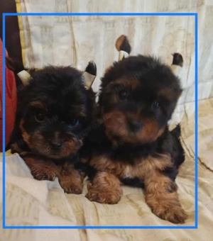 Yorki kiskutyák - kép 2