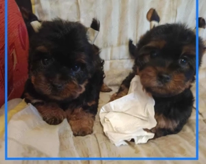 Yorki kiskutyák - kép 3