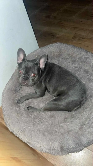 Eladó francia bulldog kislány  - kép 3