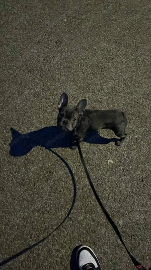 Eladó francia bulldog kislány  - kép 2