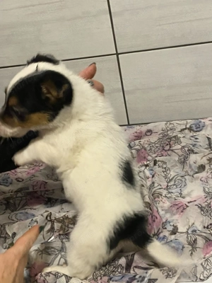 Jack russel terrier - kép 4