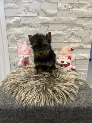 Mini yorki kis fiucska  - kép 3