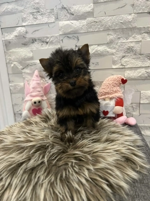 Mini yorki kis fiucska 