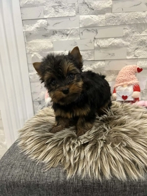 Mini yorki kis fiucska  - kép 2