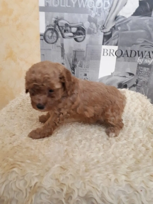 Mini málltipo kicsik .