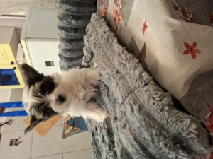 Gyönyörű mini bíweryorki babák.