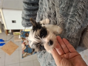 Gyönyörű mini bíweryorki babák. - kép 4