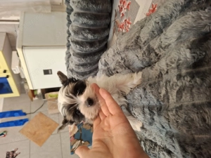 Gyönyörű mini bíweryorki babák. - kép 5