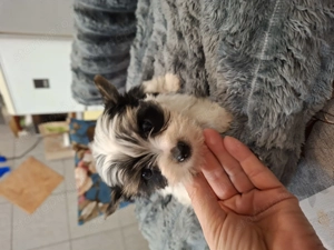 Gyönyörű mini bíweryorki babák. - kép 3