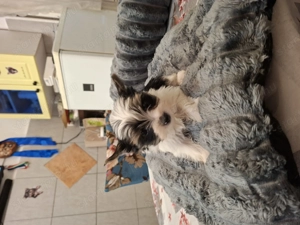 Gyönyörű mini bíweryorki babák. - kép 2