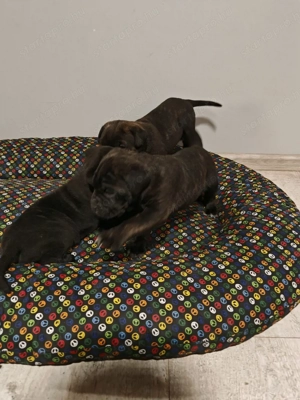 Cane corso kölyök eladók  - kép 2