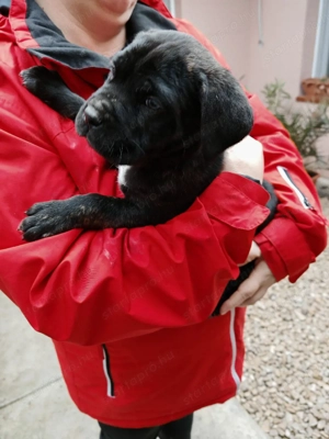 Cane corso kölyök eladók  - kép 3