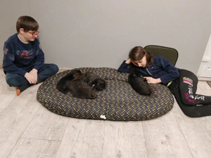 Cane corso kölyök eladók 