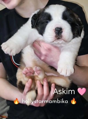 Szent Bernáthegyi kiskutyák - kép 3