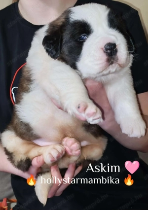 Szent Bernáthegyi kiskutyák - kép 5