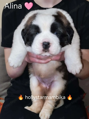 Szent Bernáthegyi kiskutyák - kép 2