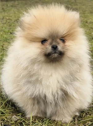 Pomerániai törpe spitz kislány - kép 3