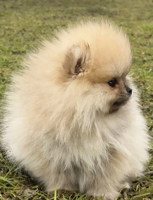 Pomerániai törpe spitz kislány - kép 2