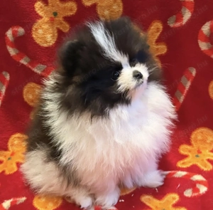 Pomerániai törpe spitz fiú - kép 3