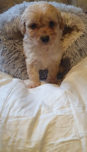 Maltipoo kiskutyák 3.oltással-chippel - kép 4