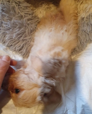 Maltipoo kiskutyák 3.oltással-chippel - kép 2