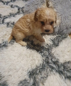 Maltipoo kiskutyák 3.oltással-chippel - kép 12