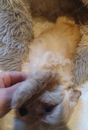 Maltipoo kiskutyák 3.oltással-chippel - kép 9